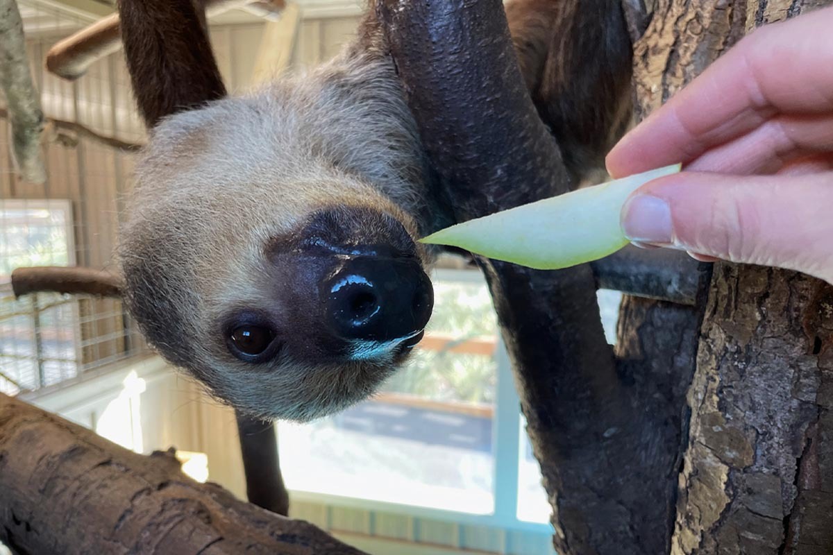 Sloth Animal Check In - AAP Events